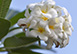 Santosha Estate Caribbean Vacation Villa - Anguilla