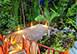 Barbados Vacation Villa - Sandy Lane