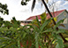 Mount Edgecombe Villa Rental Grenada, West Indies