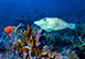 Petit St. Vincent Grenadines Vacation Villa - Private Island