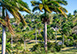 Stella Marina Jamaica Vacation Villa - Hanover