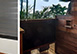 Villa Apache St. Barts Vacation Villa - Saint Jean