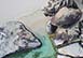 Batu British Virgin Islands Vacation Villa - Virgin Gorda