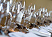 Rosedale House Ireland Vacation Villa - Dublin