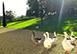 Historical Estate VR Italy Vacation Villa - Chianti, Tuscany 