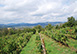 Il Pescatore Italy Vacation Villa - Ambra, Tuscany