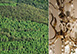 Il Podere Luxury Rental Villa