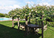 La Limonaia Italy Vacation Villa - Tuscany