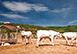 Italy Vacation Villa -  San Giustino Valdarno, Tuscany