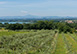 Rivabella Italy Vacation Villa - Cortona, Tuscany 