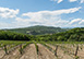 Rustico Uliveto Italy Vacation Villa - Montelupo Fiorentino, Tuscany  
