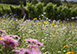 San Giustino Estate Italy Vacation Villa - Chianti, Tuscany