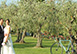 Villa Castellare Italy Vacation Villa - Chianti, Florence, Tuscany