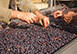 Villa Gioiello Italy Vacation Villa - Chianti Aretino, Tuscany