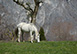 Villa Meraviglia Italy Vacation Villa - Lake Como