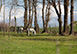 Villa Meraviglia Italy Vacation Villa - Lake Como