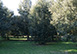 Villa Padronale Cortona Italy Rental