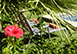 Tintorer Spain Vacation Villa - Puerto Pollensa