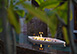 Casa Tau Mexico Vacation Villa - Punta Mita