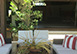 Villa Camaleon Mexico Vacation Villa - Merida