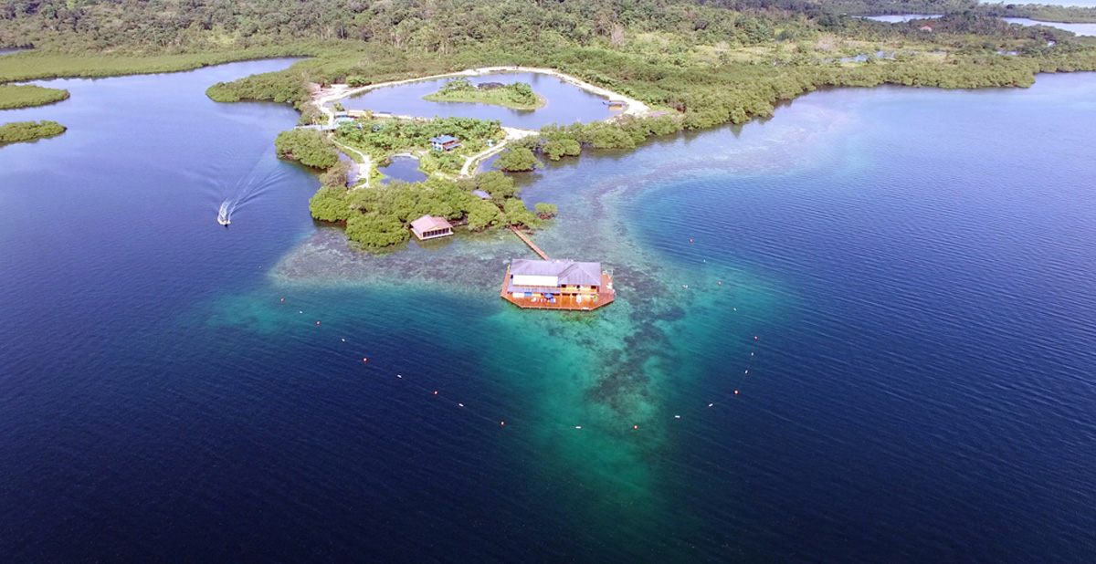 Sweet Bocas 