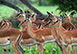 Ulusaba Rock Lodge, Sabi Sand Reserve (Western Sector), South Africa