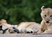 Ulusaba Rock Lodge, Sabi Sand Reserve (Western Sector), South Africa