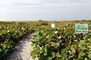 Beachfront Bliss Captiva Island, Florida Beach Rentals